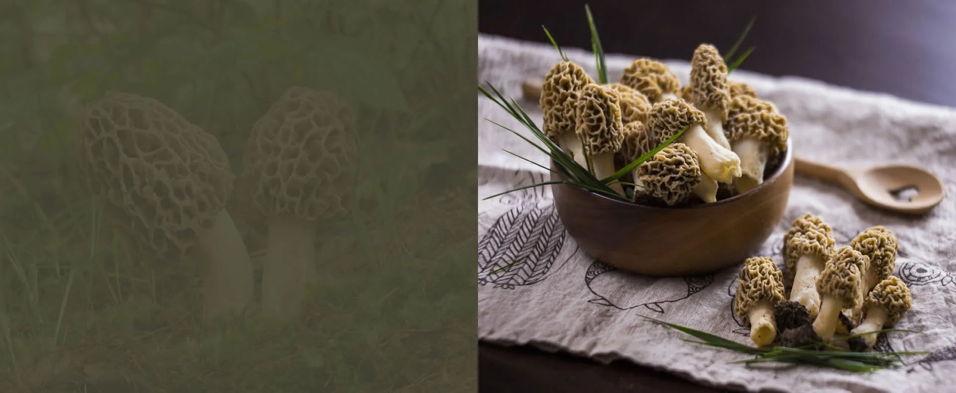 Nature’s Diamond of the Himalayan Forests