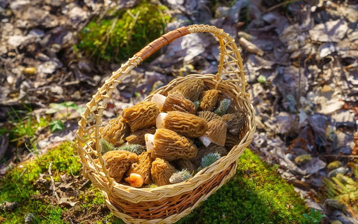 Himalayan Gucchi Mushrooms: Why They Are the World’s Most Expensive Mushroom
