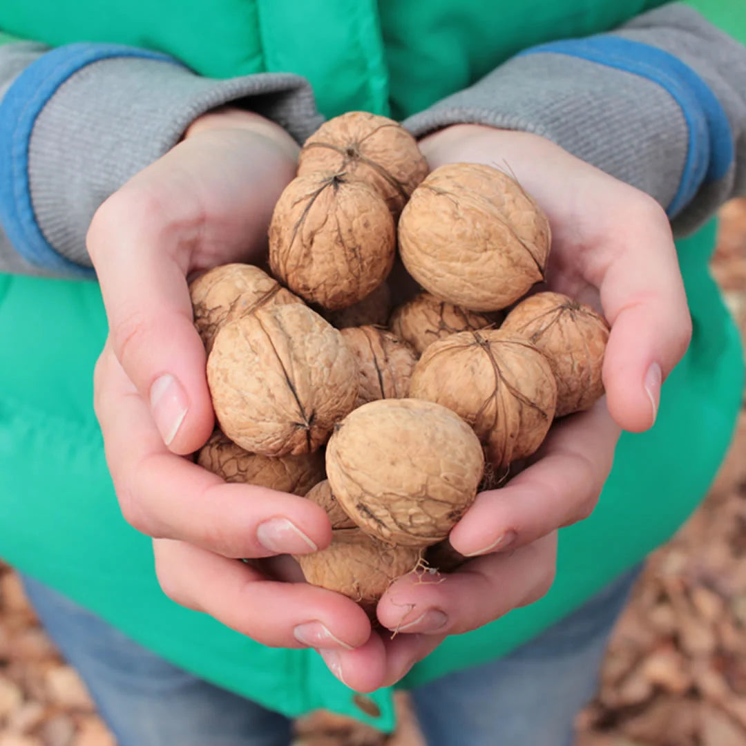 Himalayankart Organic Bhaderwahi Walnuts