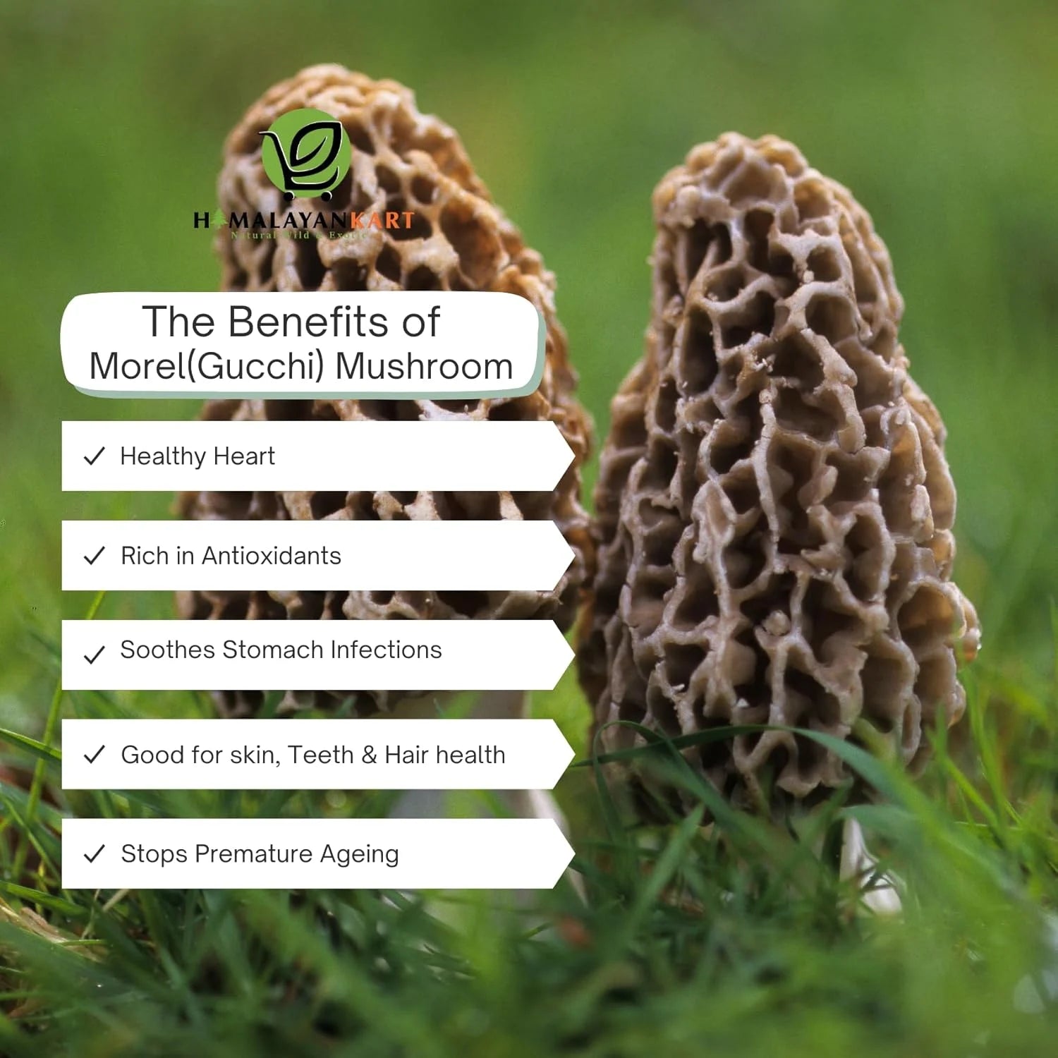 Himalayankart Wild Bhaderwahi Morel Mushrooms Gucchi 25g