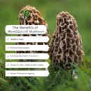 Himalayankart Wild Bhaderwahi Morel Mushrooms Gucchi 25g