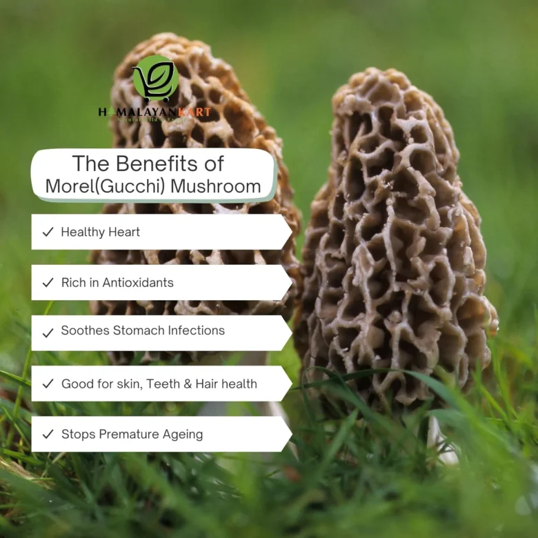 Himalayankart Wild Bhaderwahi Morel Mushrooms Gucchi 25g - Image 4